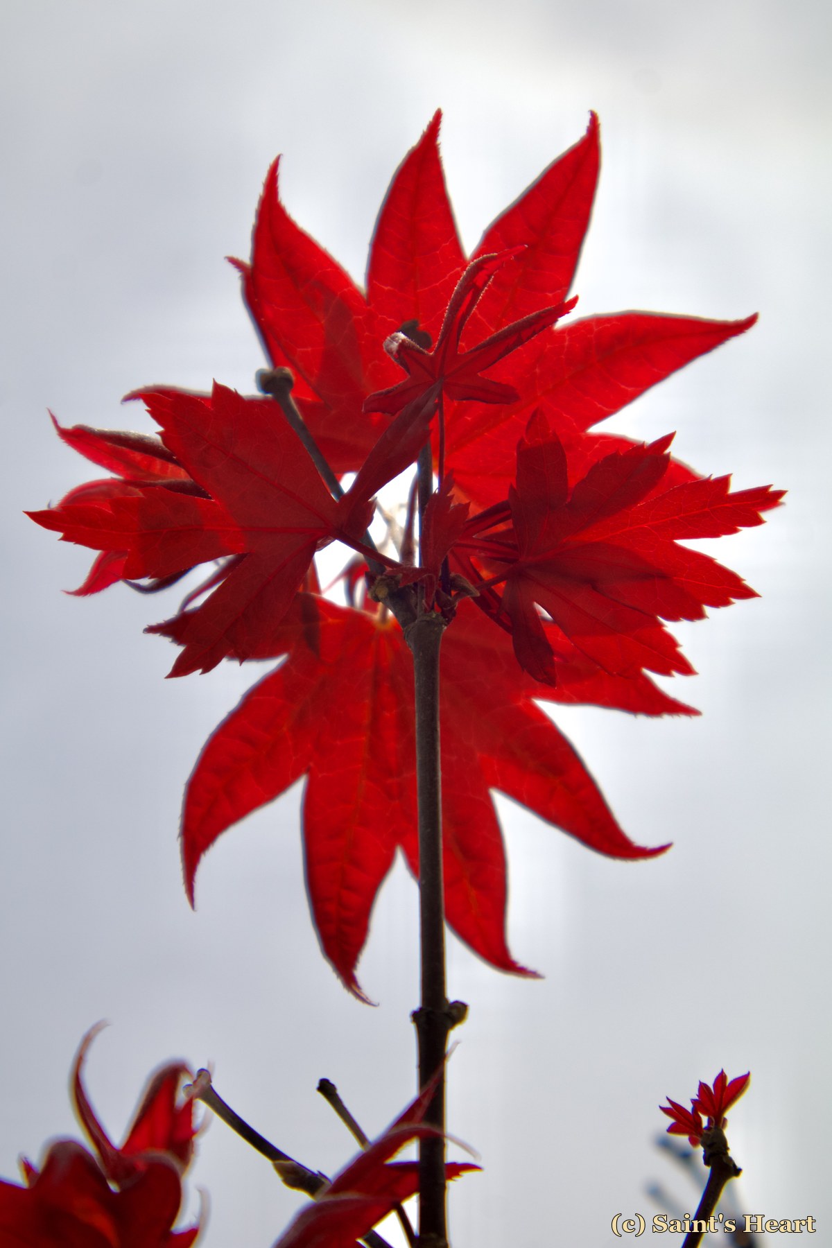 Red maple leaves glowing against a bright sky