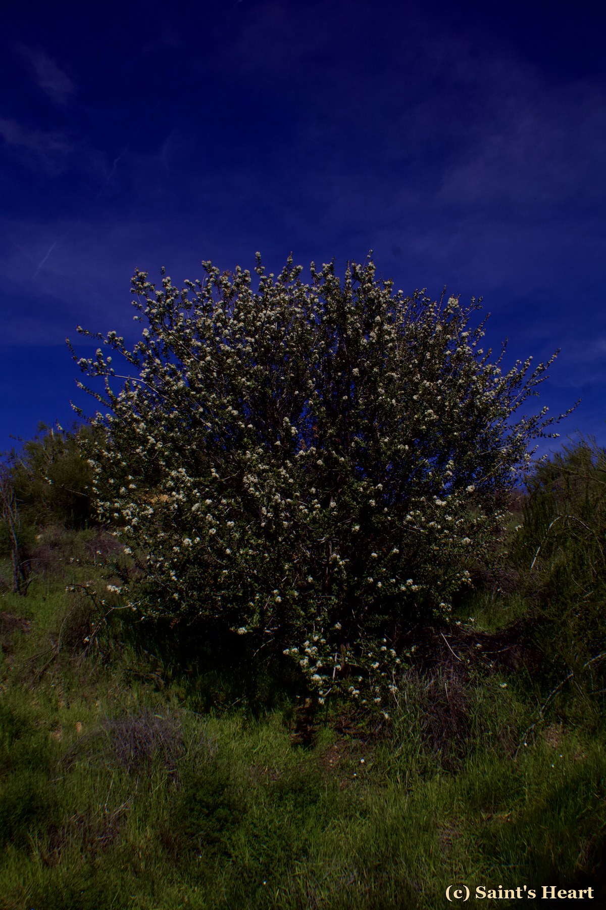 Flowering tree under a deep blue sky